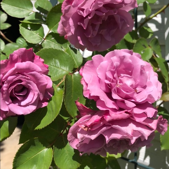 Meet your Posher, Susan - Picture 1 of 1